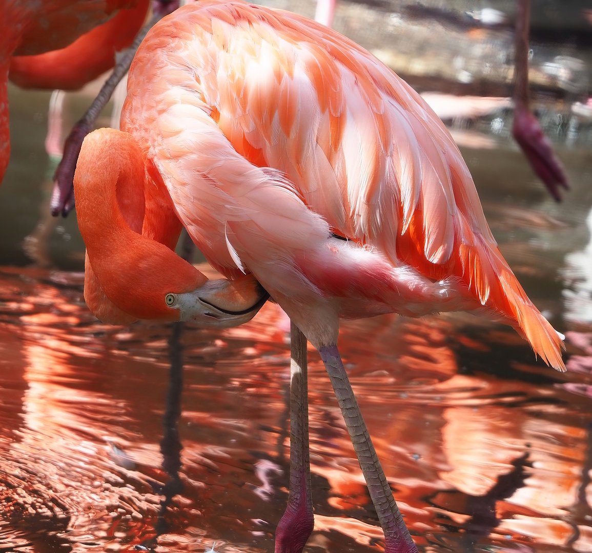 American flamingo (Phoenicopterus ruber), 2022-08-28