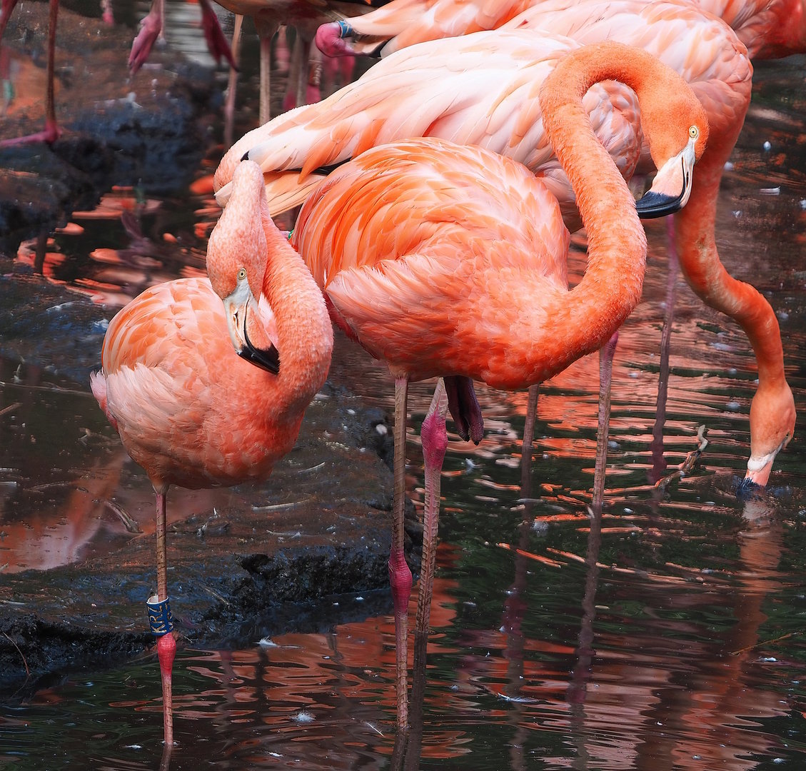 American flamingo (Phoenicopterus ruber), 2022-08-28