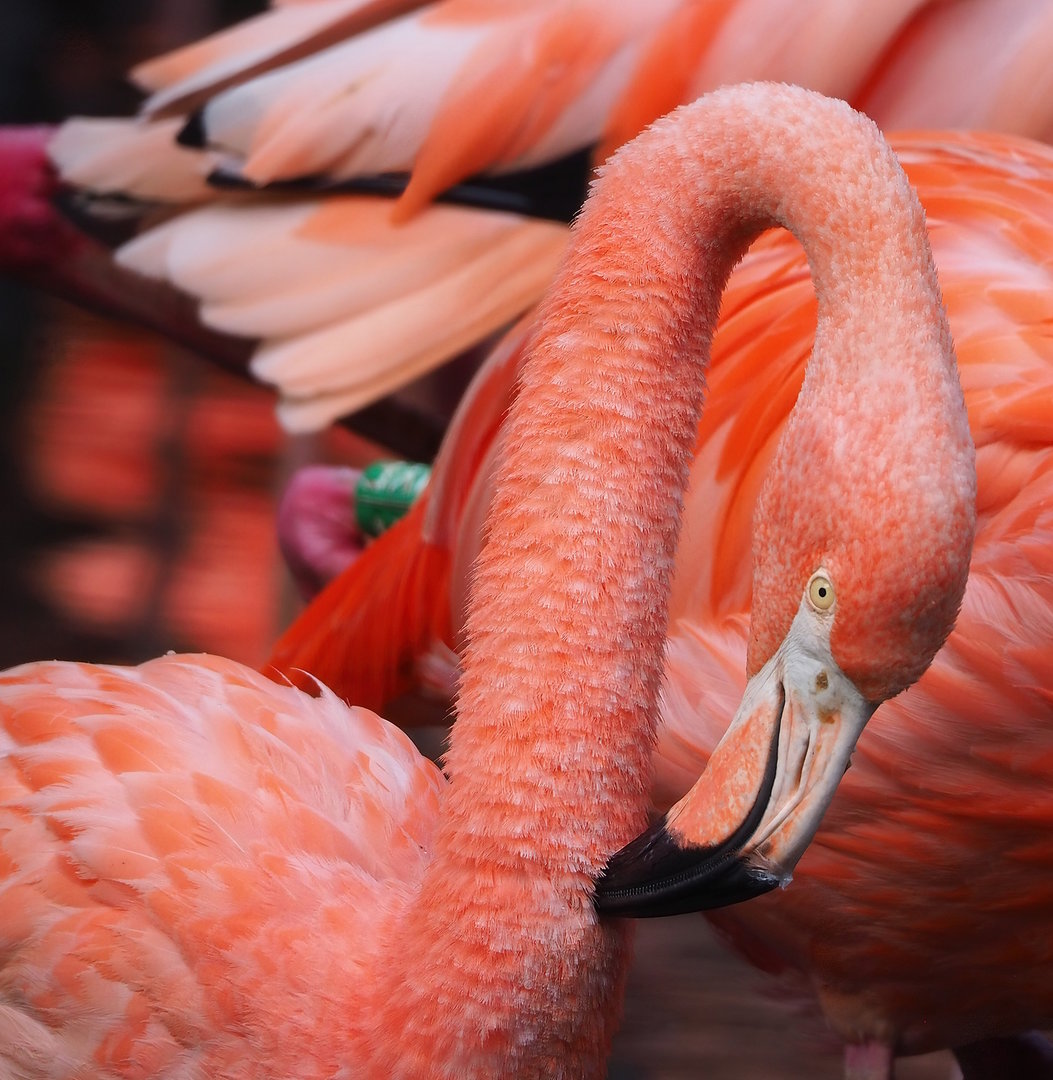 American flamingo (Phoenicopterus ruber), 2022-08-28