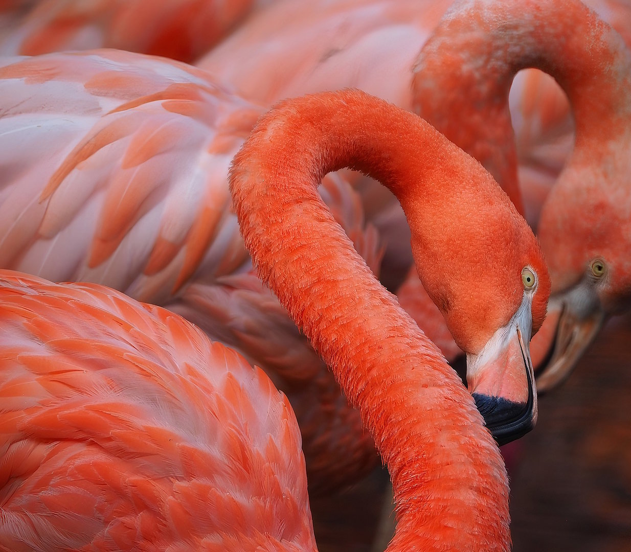 American flamingo (Phoenicopterus ruber), 2022-08-28