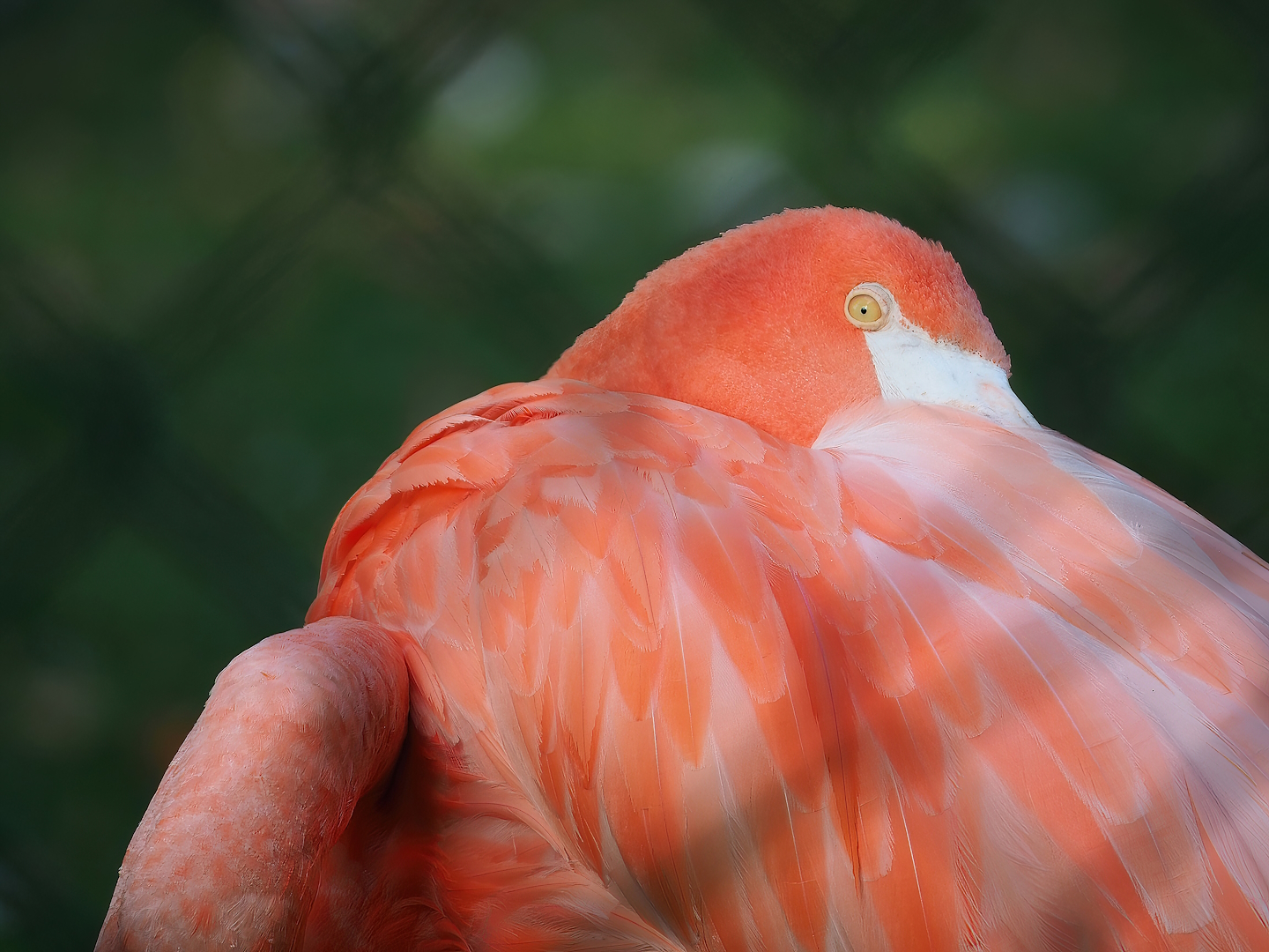 American flamingo (Phoenicopterus ruber), 2022-09-04