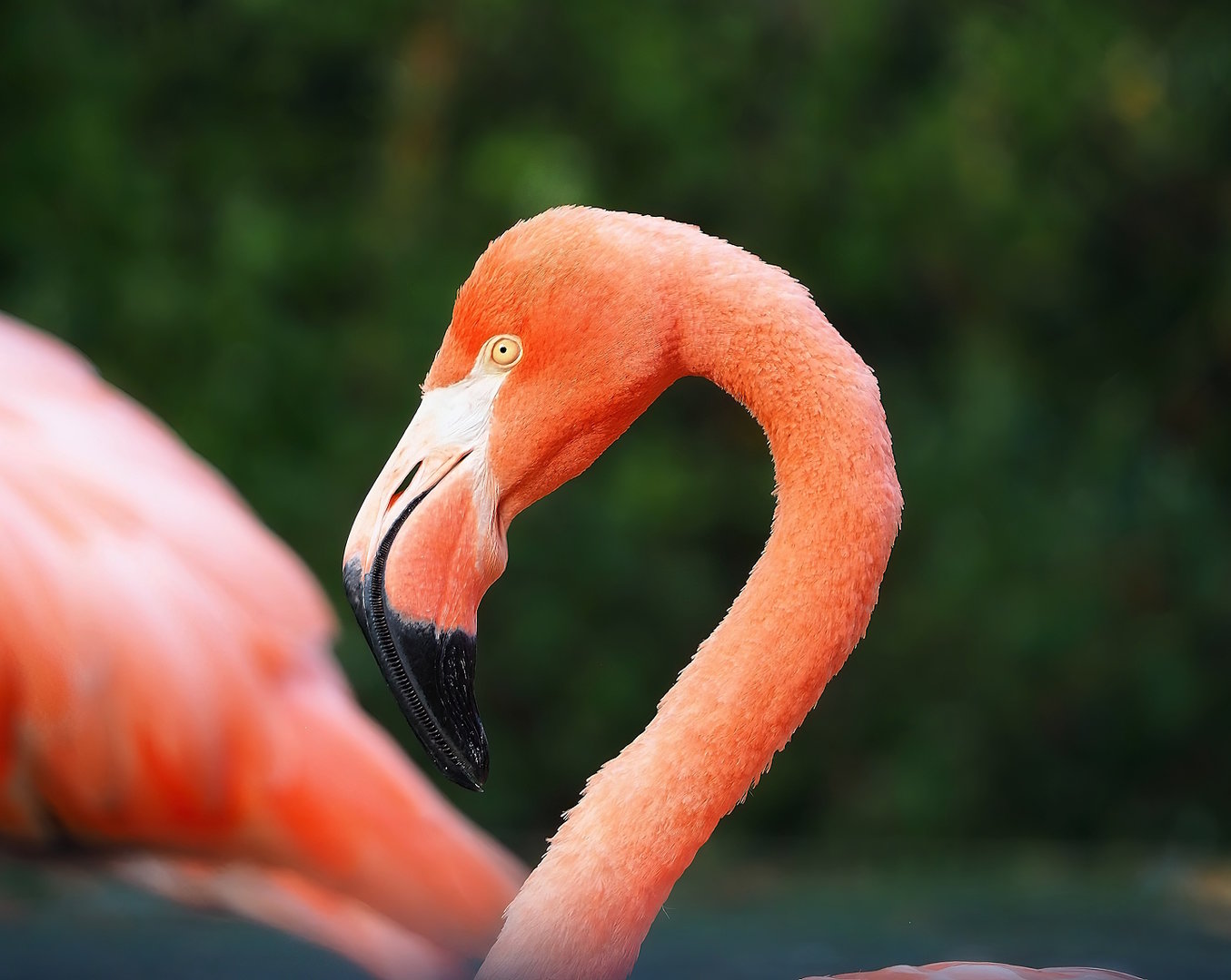 American flamingo (Phoenicopterus ruber), 2022-09-04
