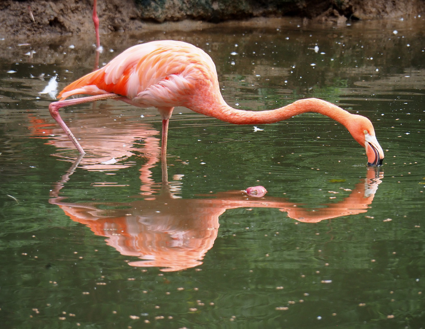 American flamingo (Phoenicopterus ruber), 2022-09-15