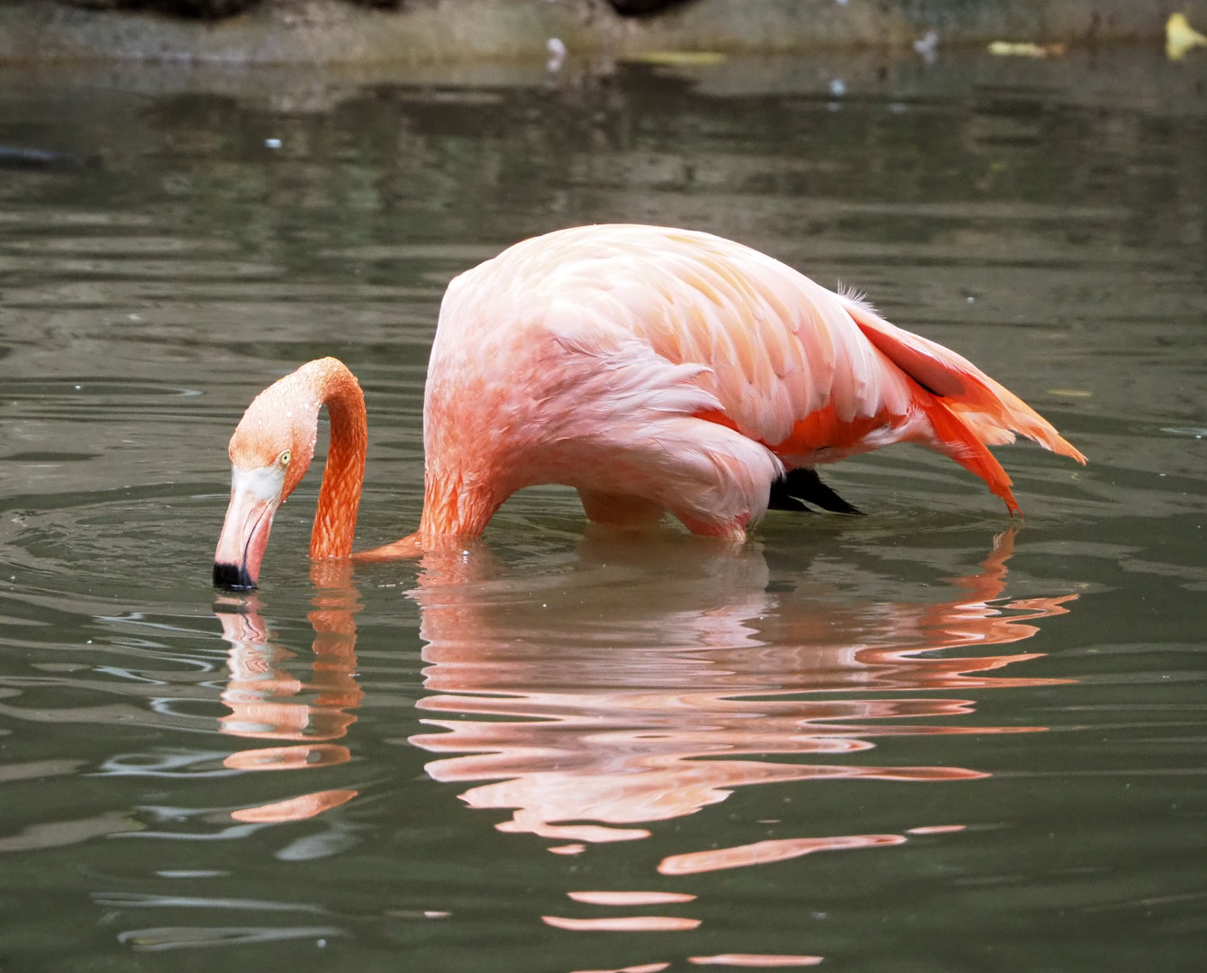 American flamingo (Phoenicopterus ruber), 2022-09-15