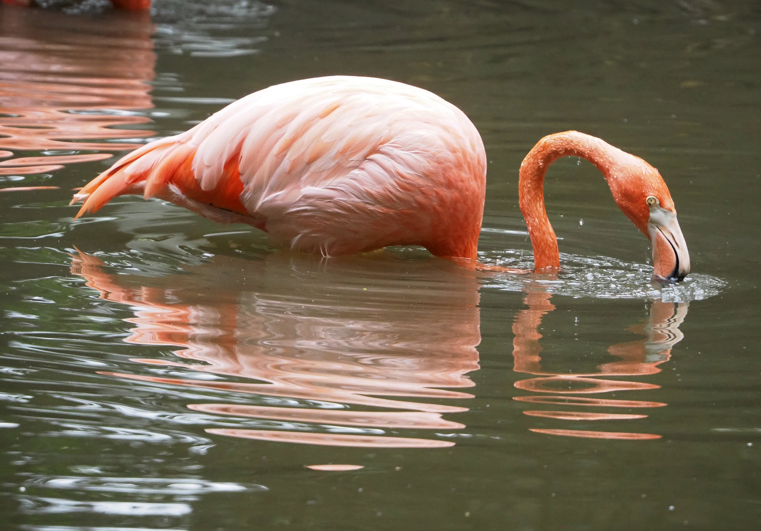 American flamingo (Phoenicopterus ruber), 2022-09-15