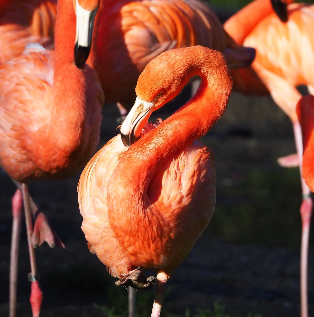 American flamingo (Phoenicopterus ruber), 2022-11-12