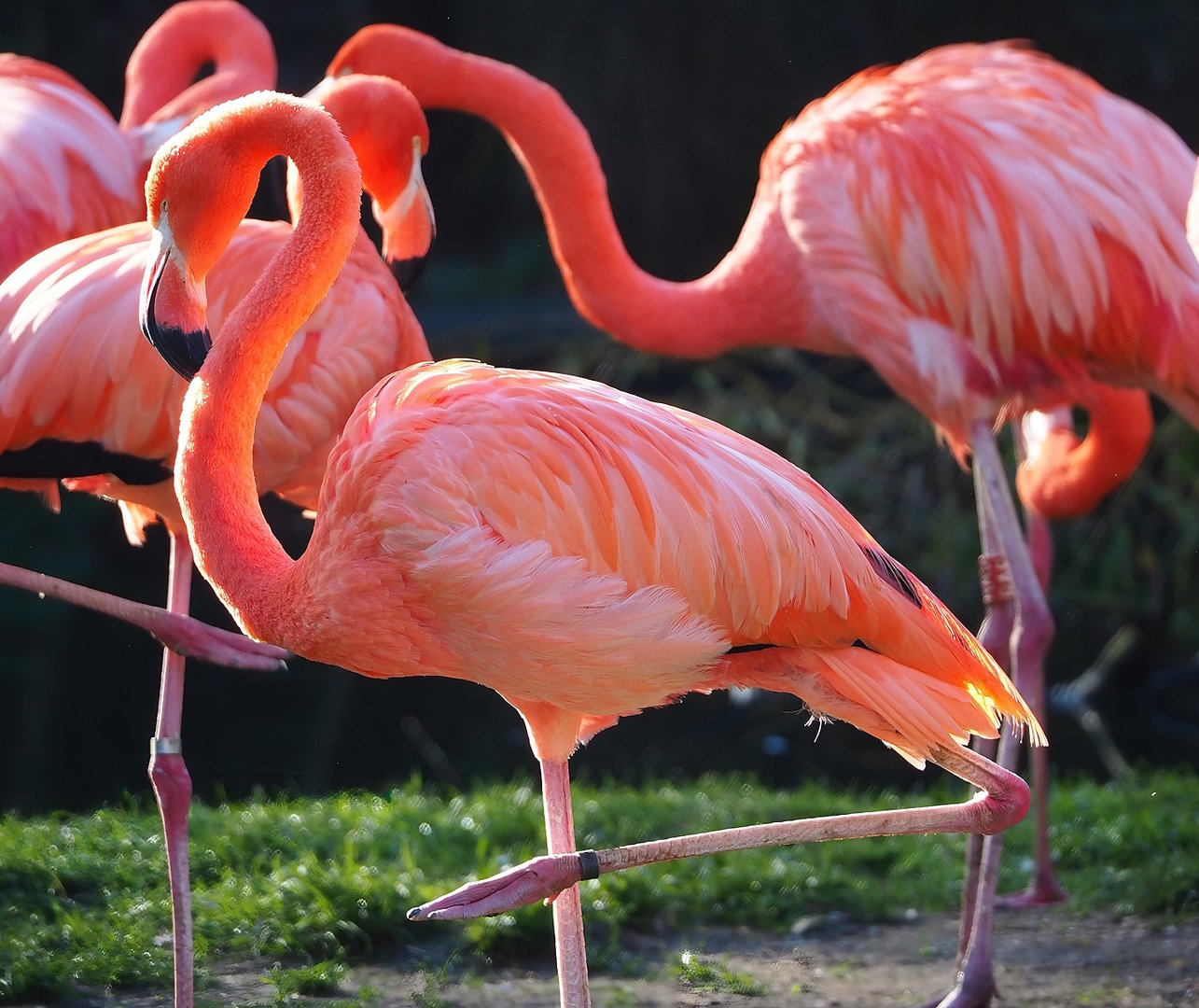 American flamingo (Phoenicopterus ruber), 2022-11-12