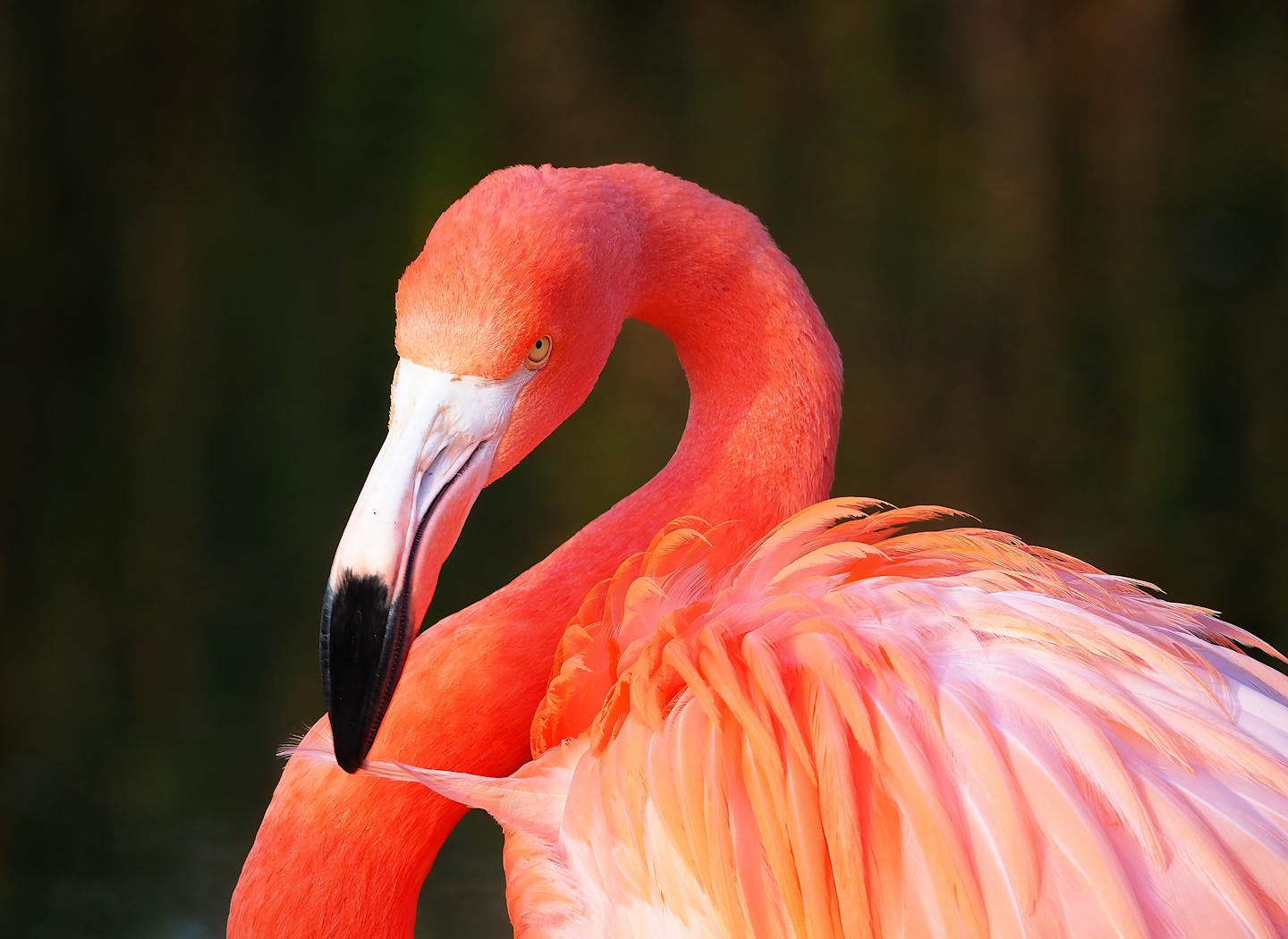 American flamingo (Phoenicopterus ruber), 2022-12-27