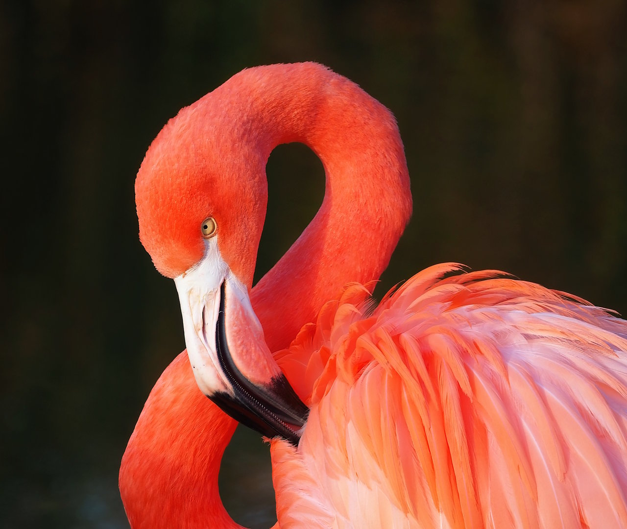 American flamingo (Phoenicopterus ruber), 2022-12-27