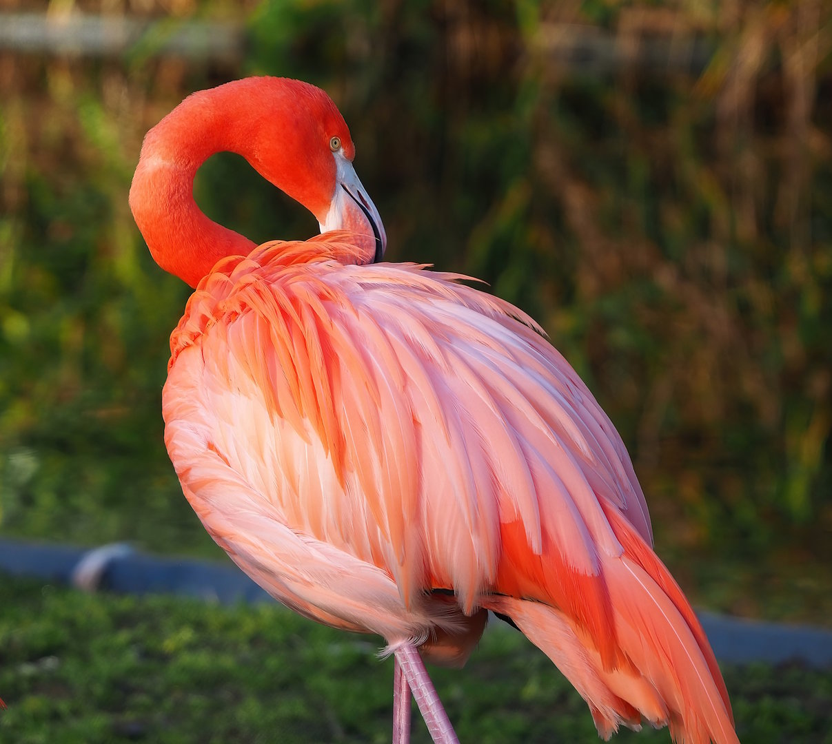 American flamingo (Phoenicopterus ruber), 2022-12-27