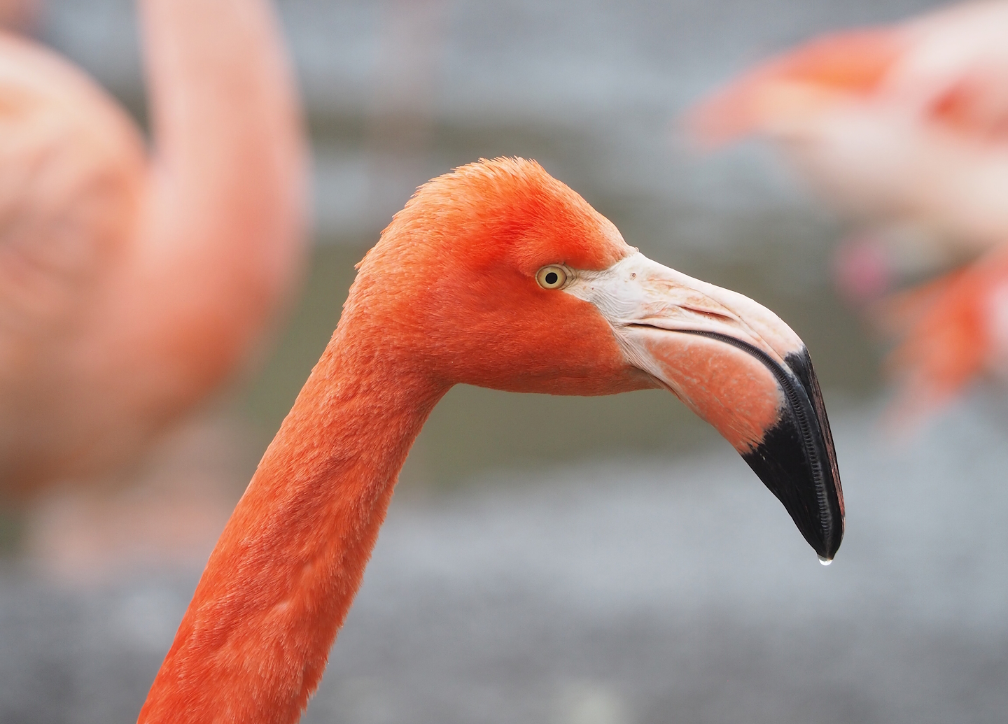 American flamingo (Phoenicopterus ruber), 2023-02-19