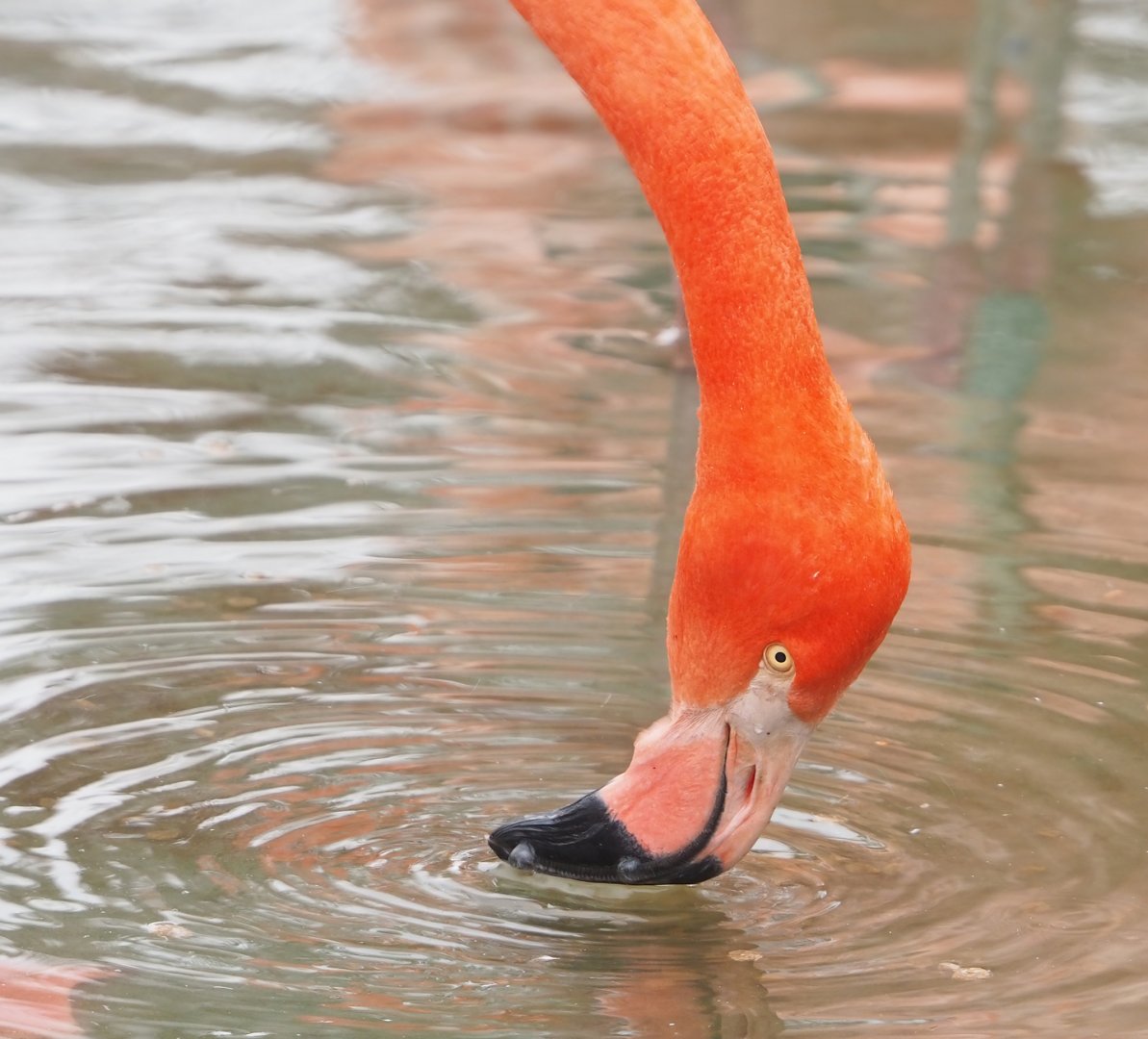 American flamingo (Phoenicopterus ruber), 2023-02-19
