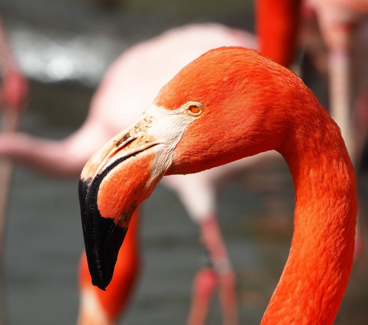American flamingo (Phoenicopterus ruber), 2023-03-28