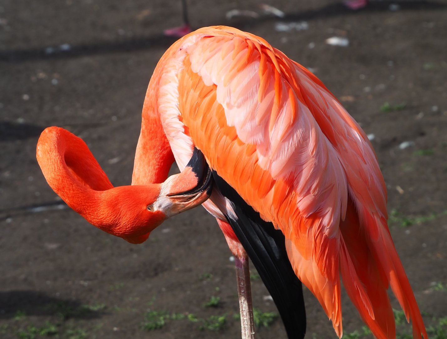American flamingo (Phoenicopterus ruber), 2023-03-28