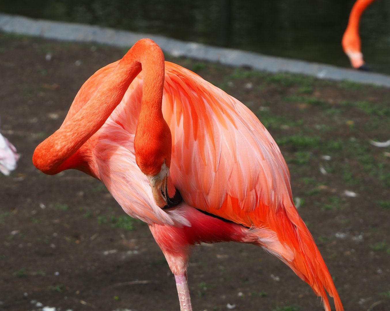 American flamingo (Phoenicopterus ruber), 2023-03-28