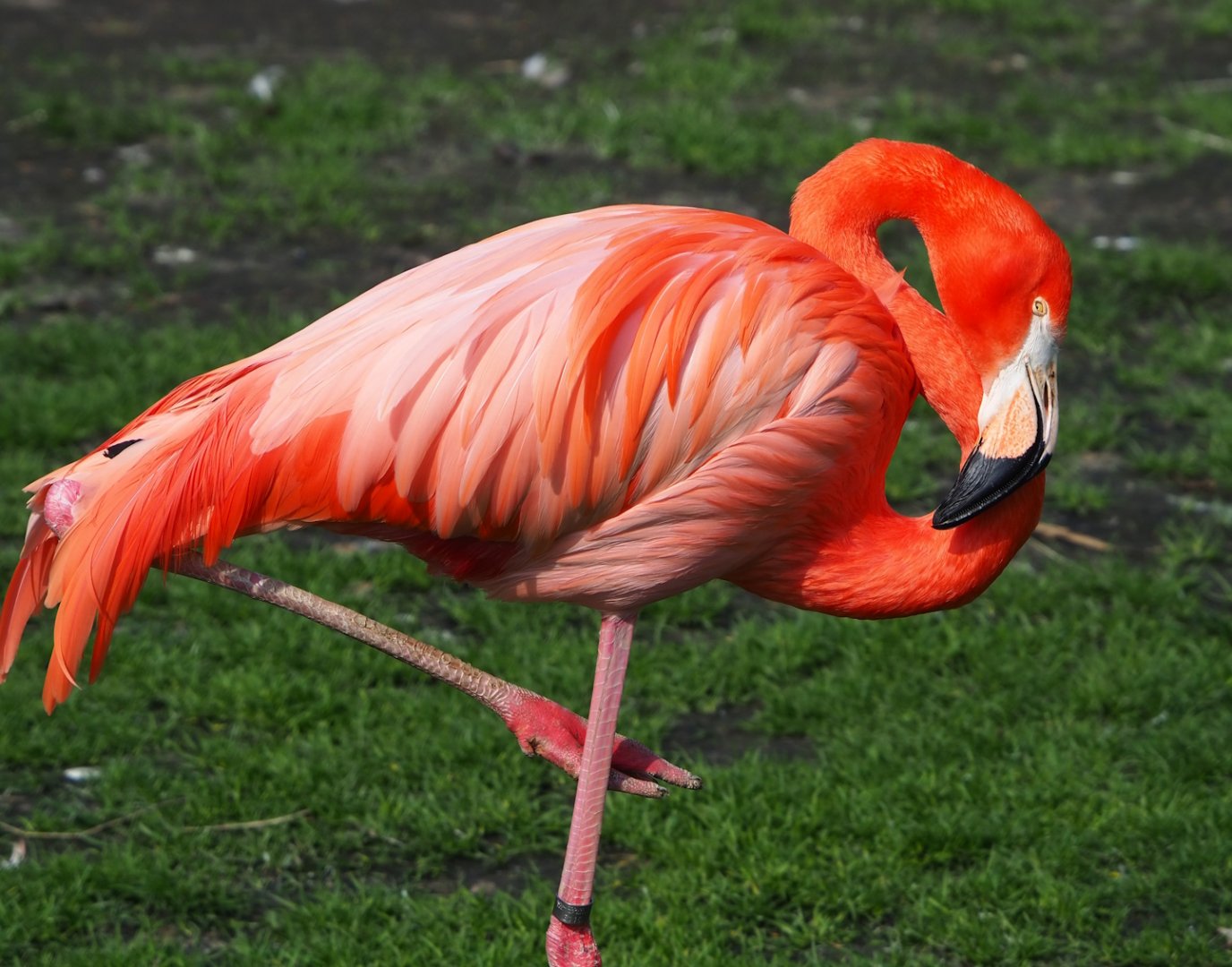 American flamingo (Phoenicopterus ruber), 2023-04-18