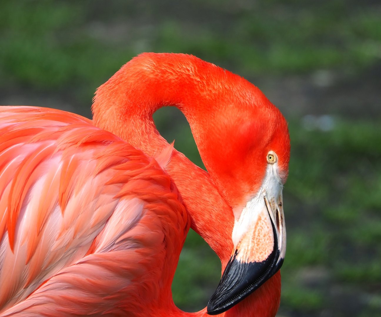 American flamingo (Phoenicopterus ruber), 2023-04-18