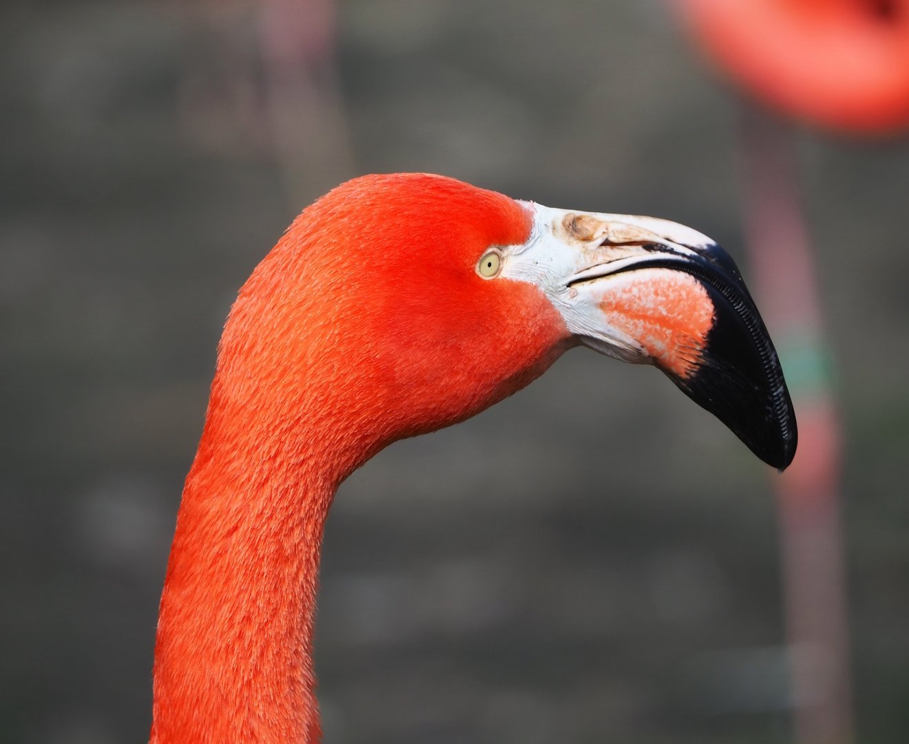 American flamingo (Phoenicopterus ruber), 2023-04-18