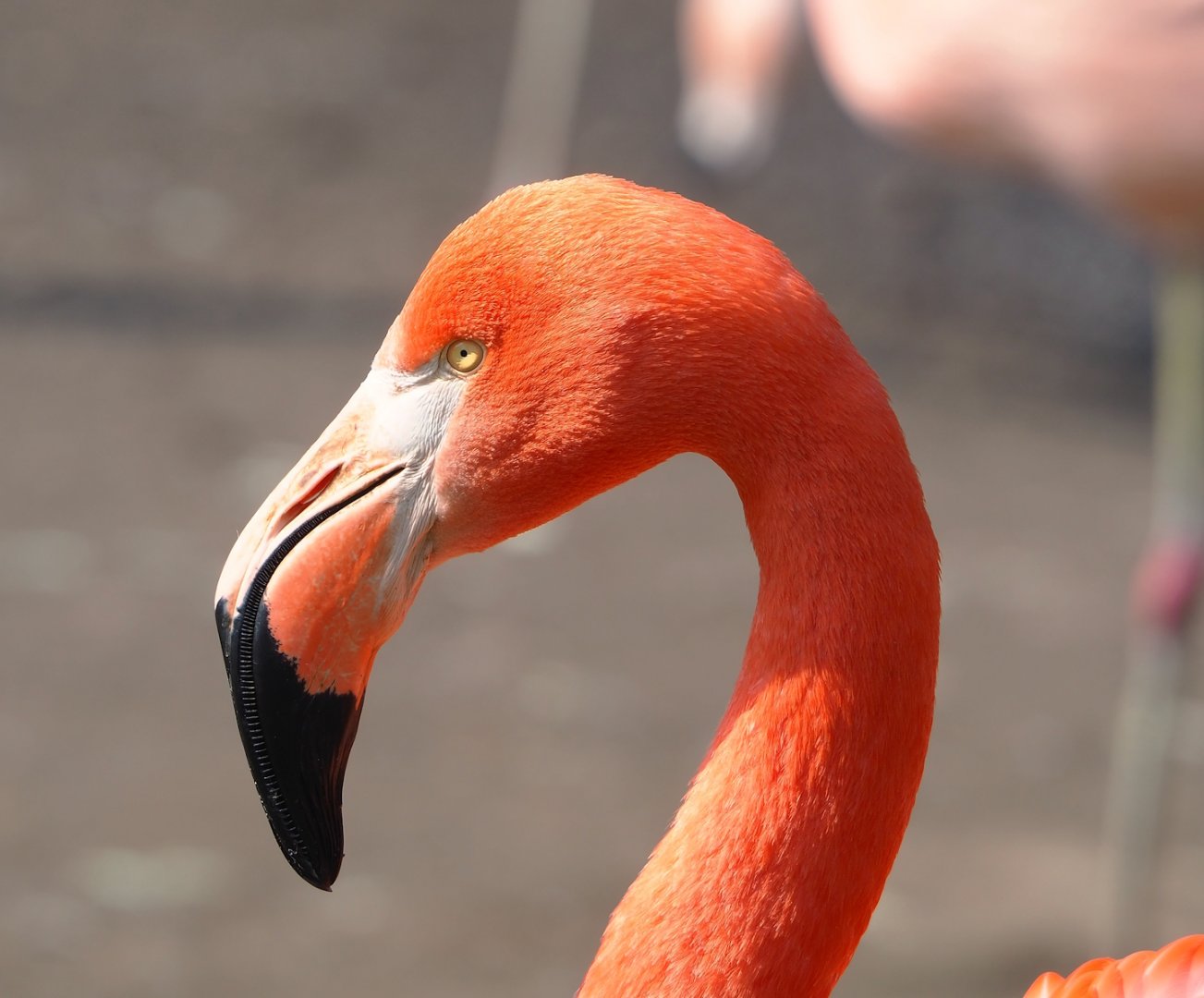 American flamingo (Phoenicopterus ruber), 2023-04-18