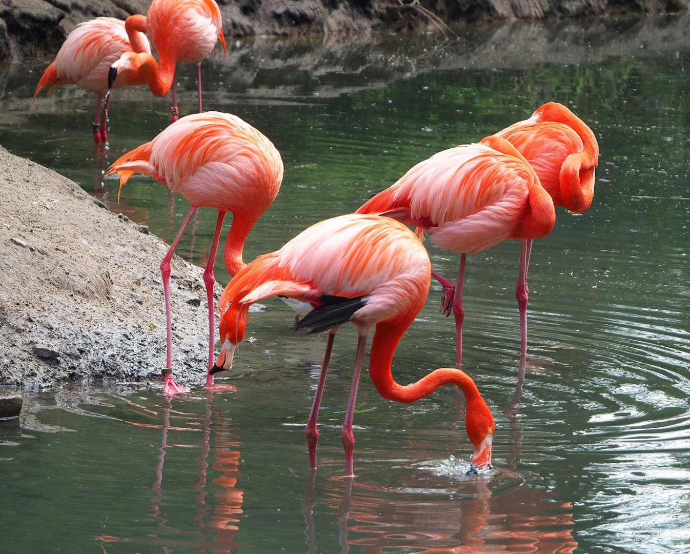 American flamingo  (Phoenicopterus ruber), 2023-05-16