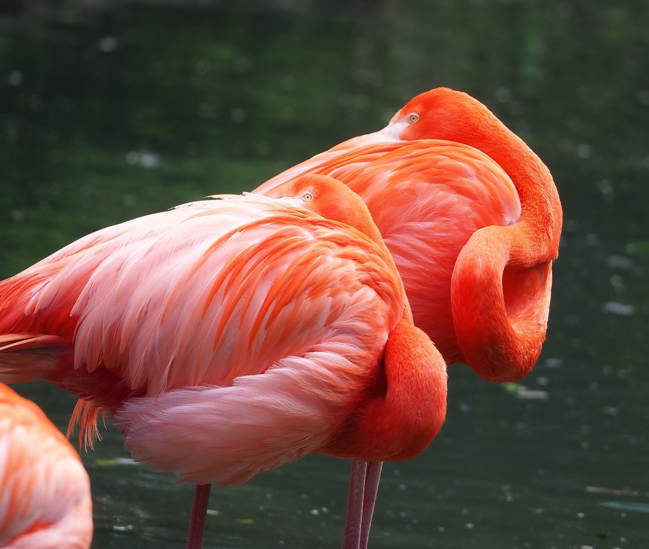 American flamingo  (Phoenicopterus ruber), 2023-05-16