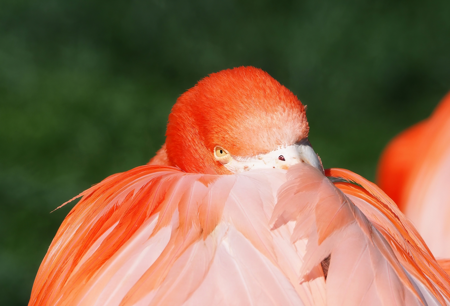 American flamingo (Phoenicopterus ruber), 2023-06-04