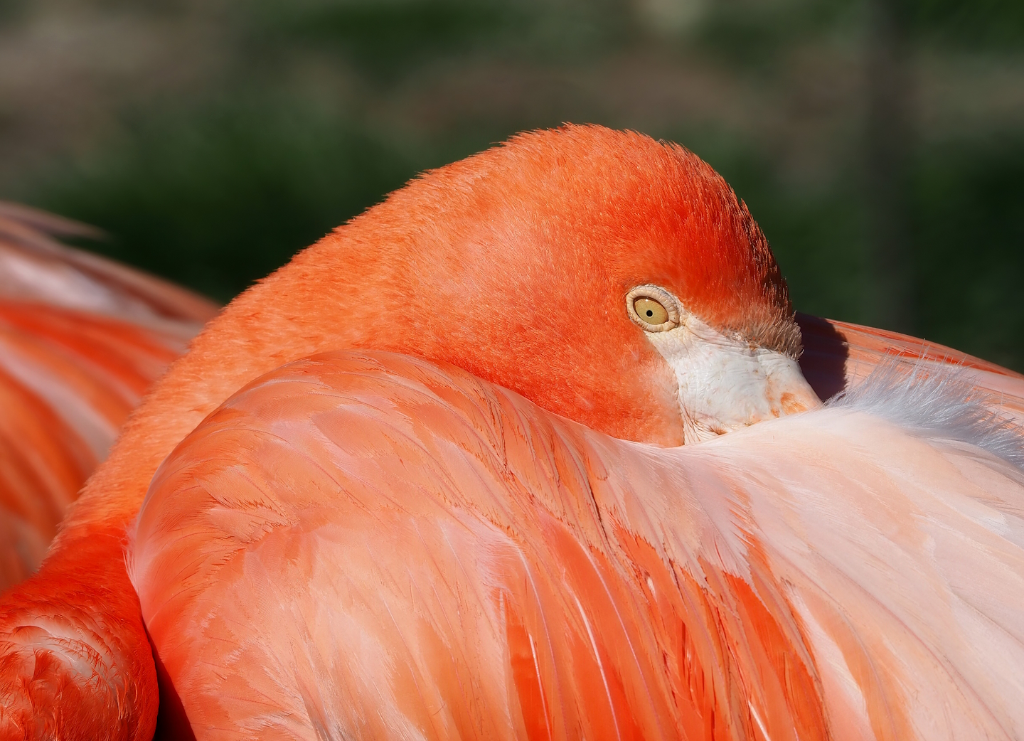 American flamingo (Phoenicopterus ruber), 2023-06-04