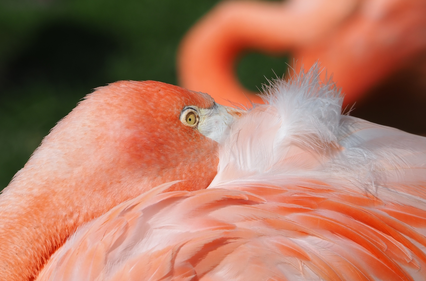 American flamingo (Phoenicopterus ruber), 2023-07-26