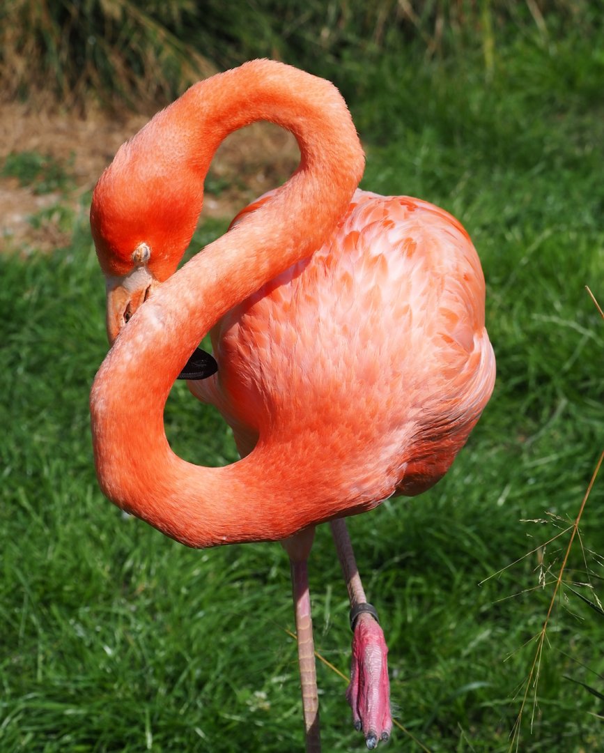 American flamingo (Phoenicopterus ruber), 2023-07-26