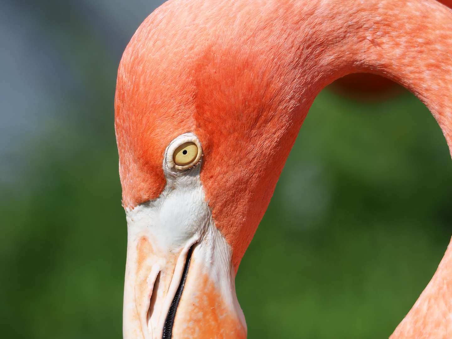 American flamingo (Phoenicopterus ruber), 2023-07-26