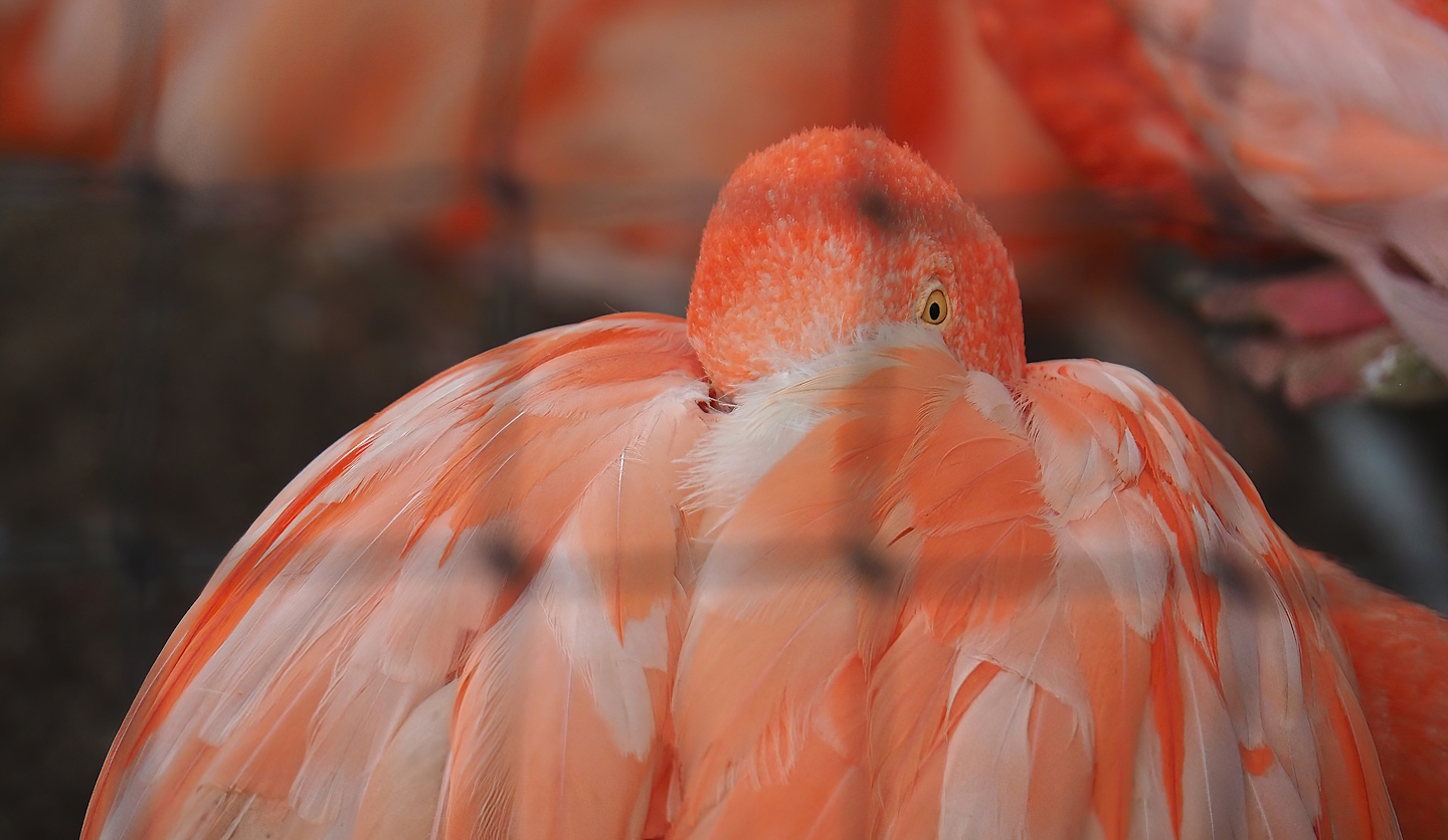 American flamingo (Phoenicopterus ruber), 2023-08-17