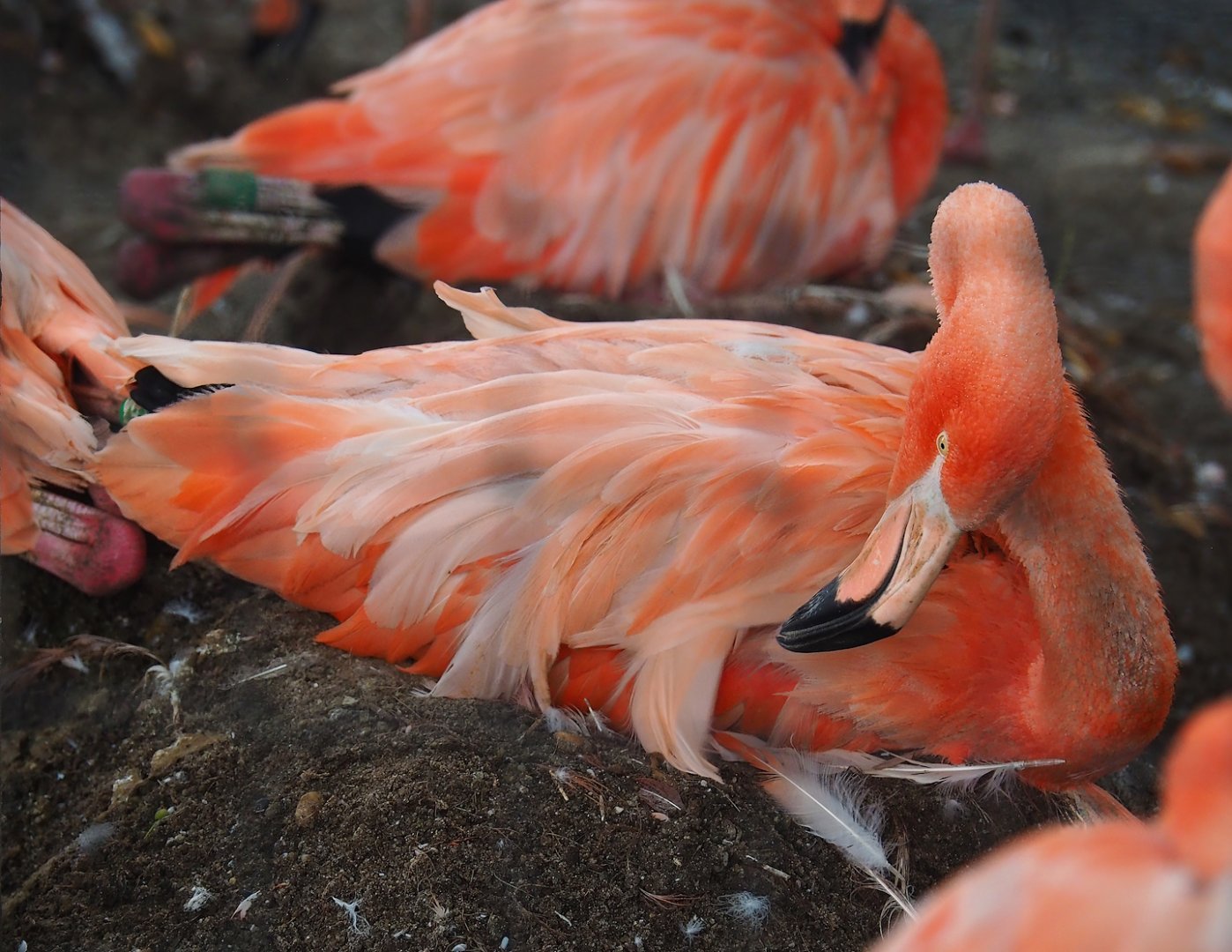 American flamingo (Phoenicopterus ruber), 2023-08-17