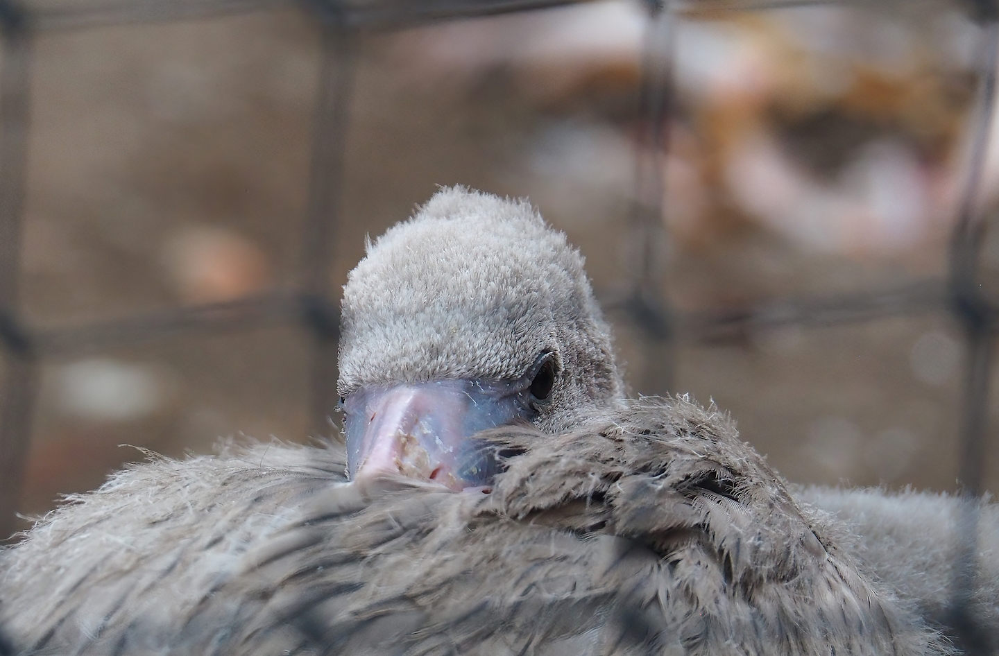 American flamingo (Phoenicopterus ruber), 2023-08-17