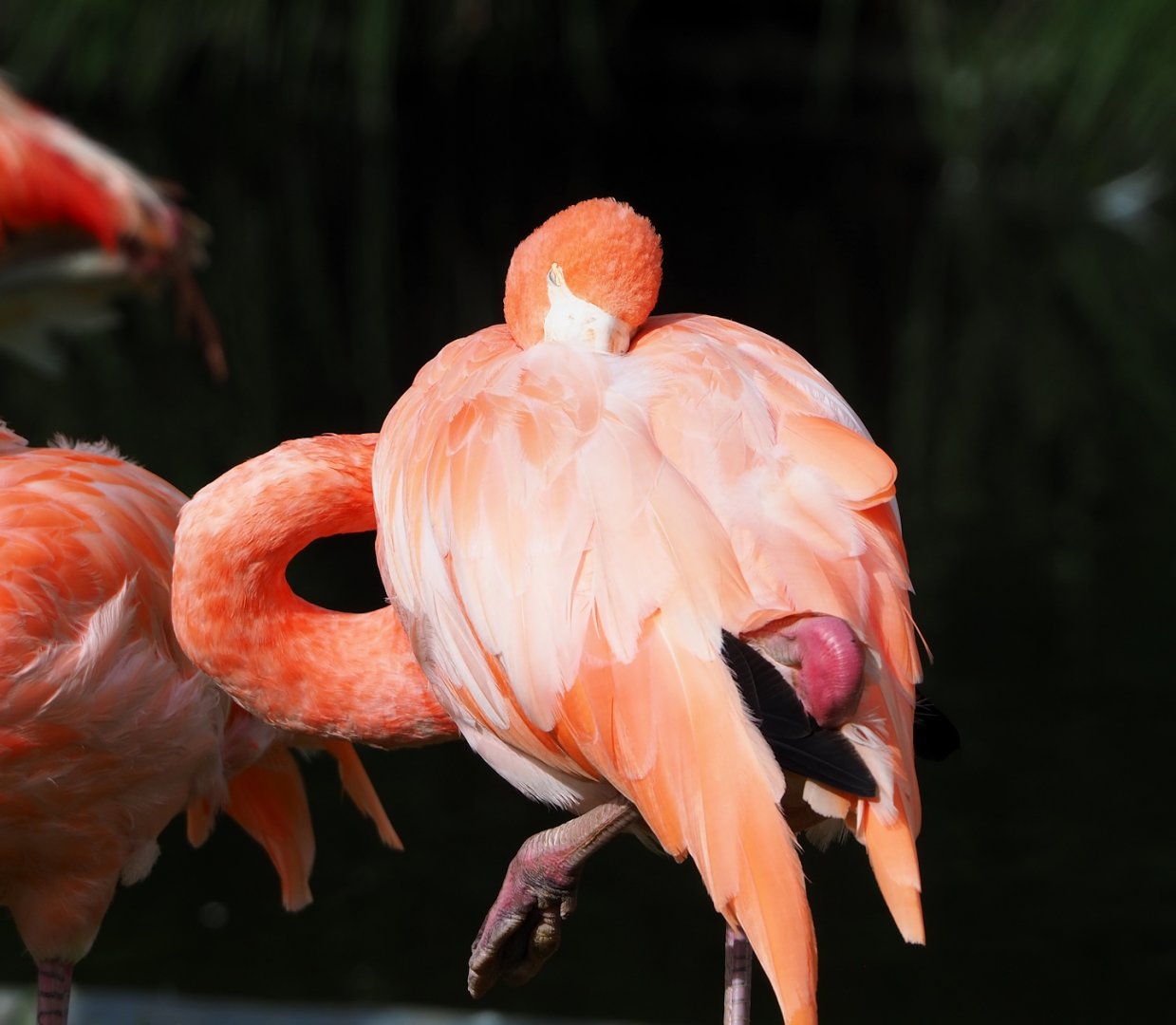 American flamingo (Phoenicopterus ruber), 2023-09-19