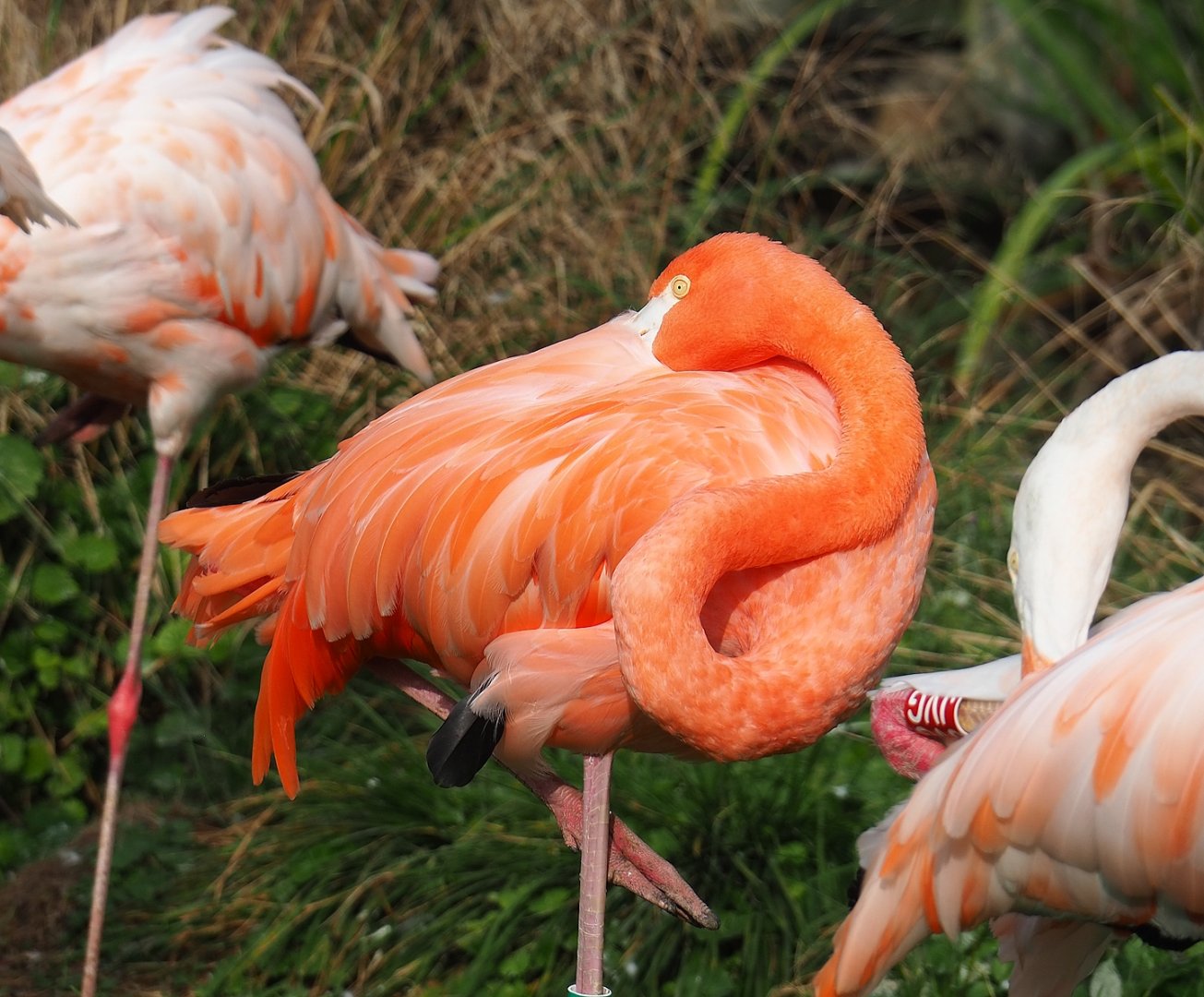 American flamingo (Phoenicopterus ruber), 2023-10-04