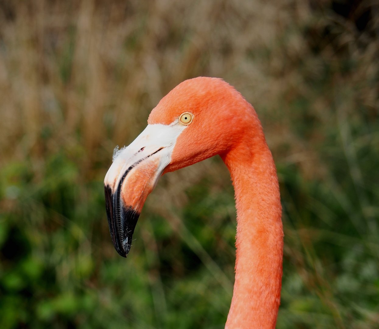 American flamingo (Phoenicopterus ruber), 2023-10-04