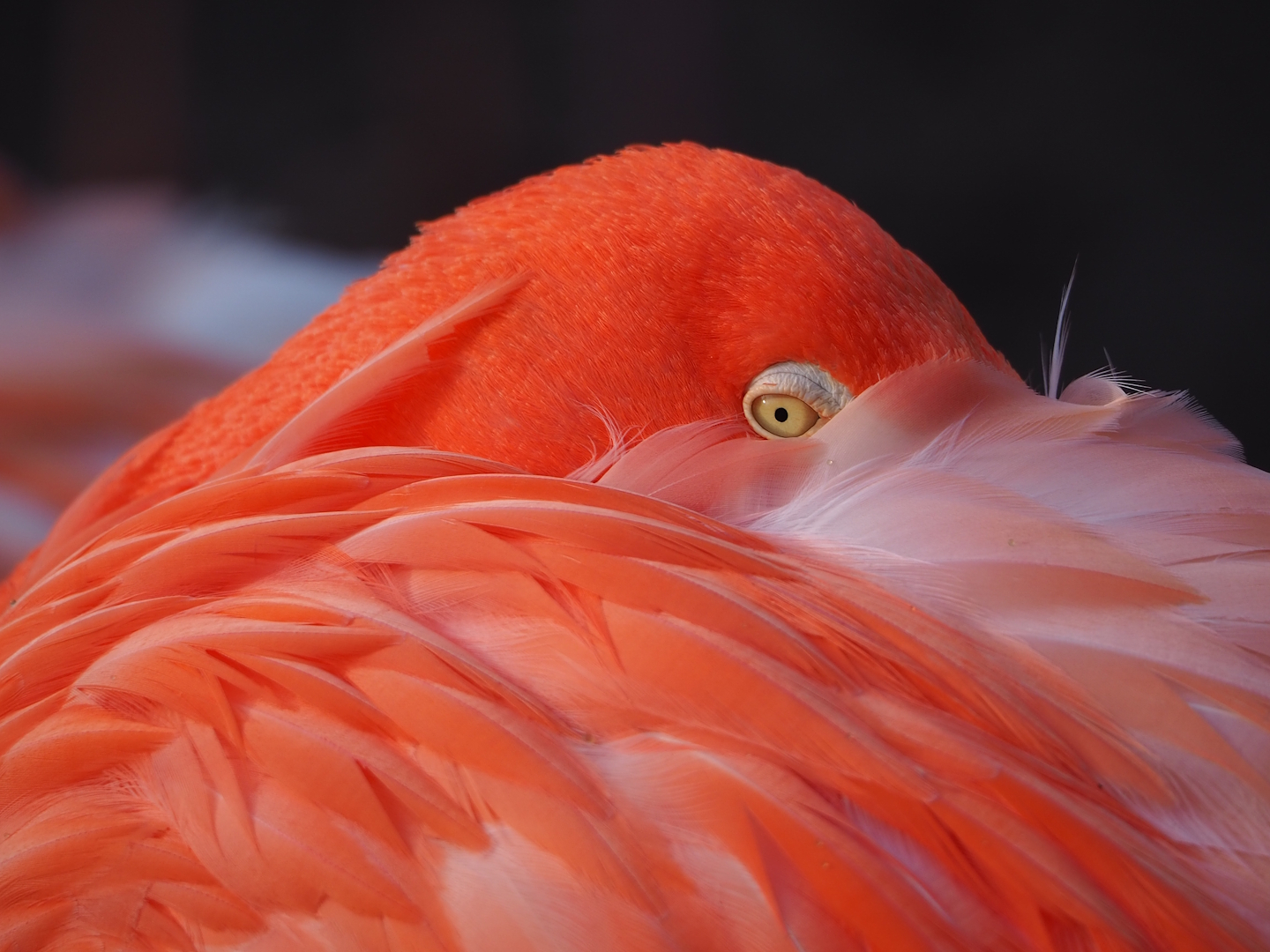 American flamingo (Phoenicopterus ruber), 2024-01-01