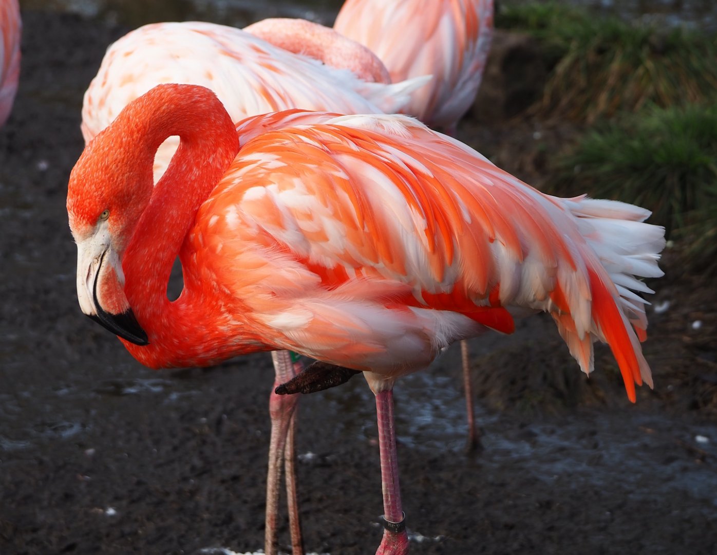 American flamingo (Phoenicopterus ruber), 2024-01-01