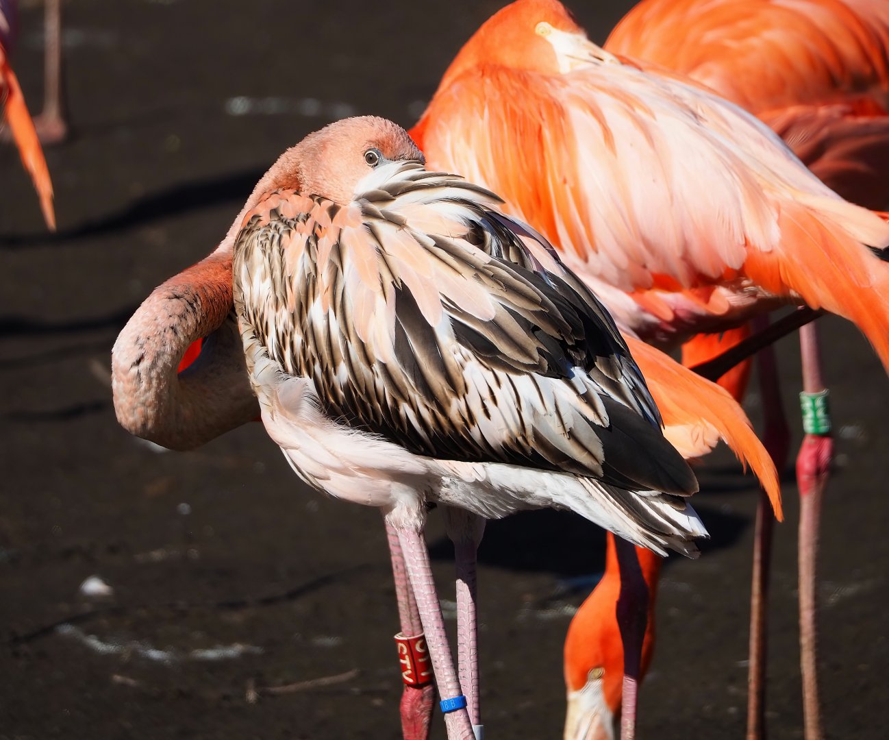 American flamingo (Phoenicopterus ruber), 2024-03-04