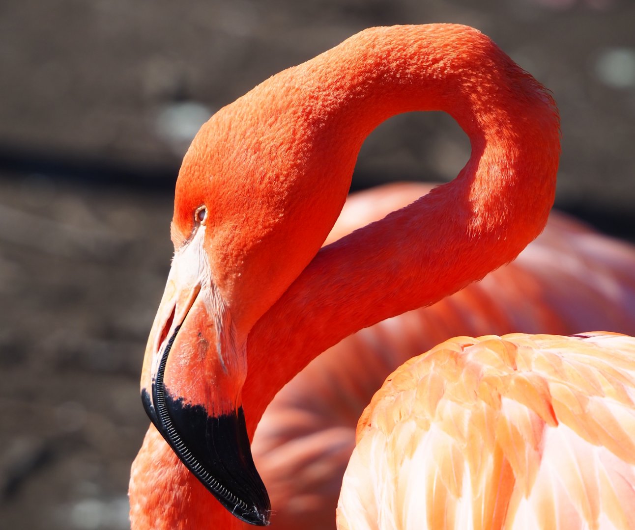 American flamingo (Phoenicopterus ruber), 2024-03-04