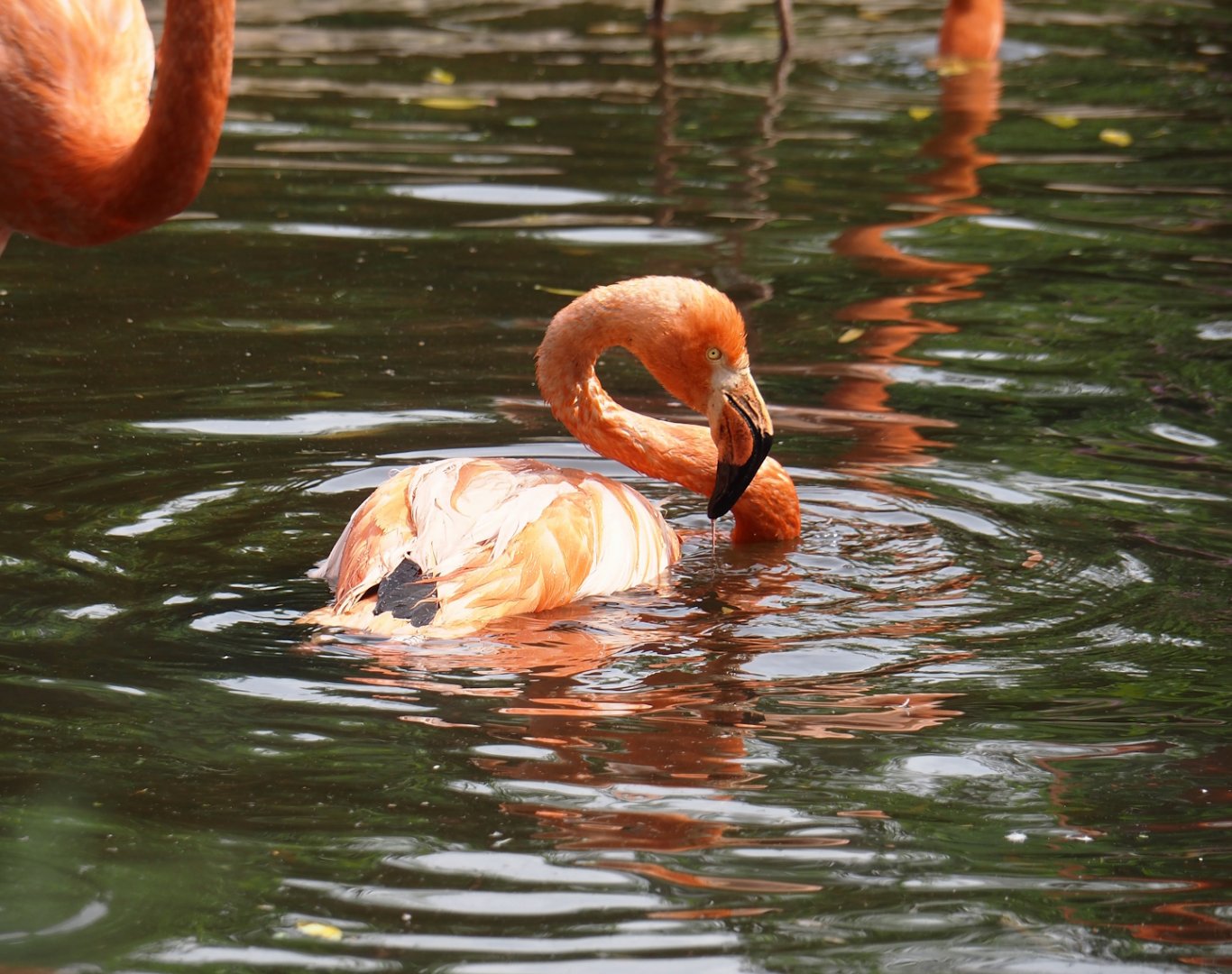 American flamingo (Phoenicopterus ruber), 2024-05-21
