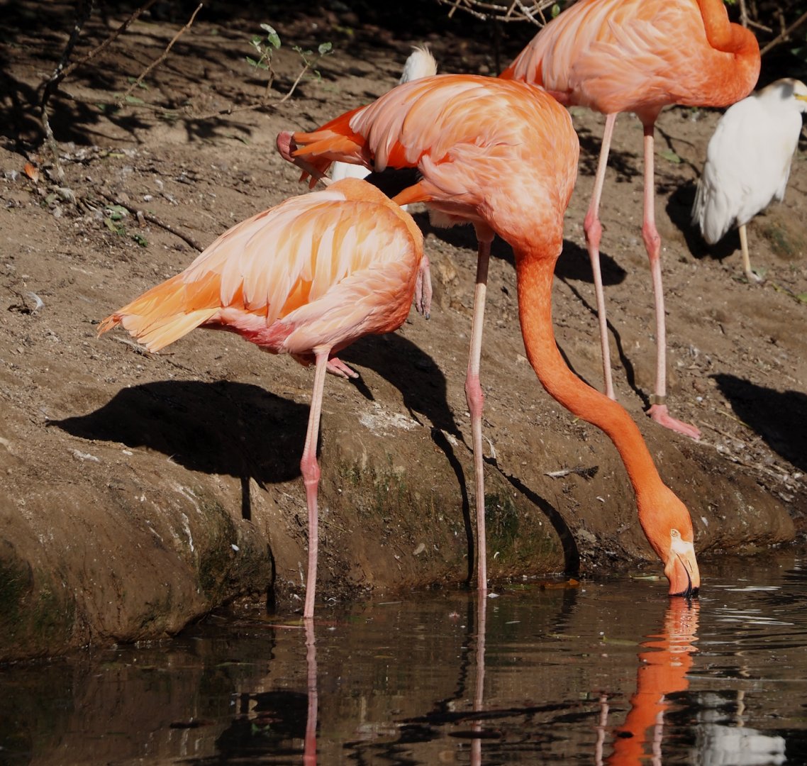 American flamingo (Phoenicopterus ruber), 2024-09-17