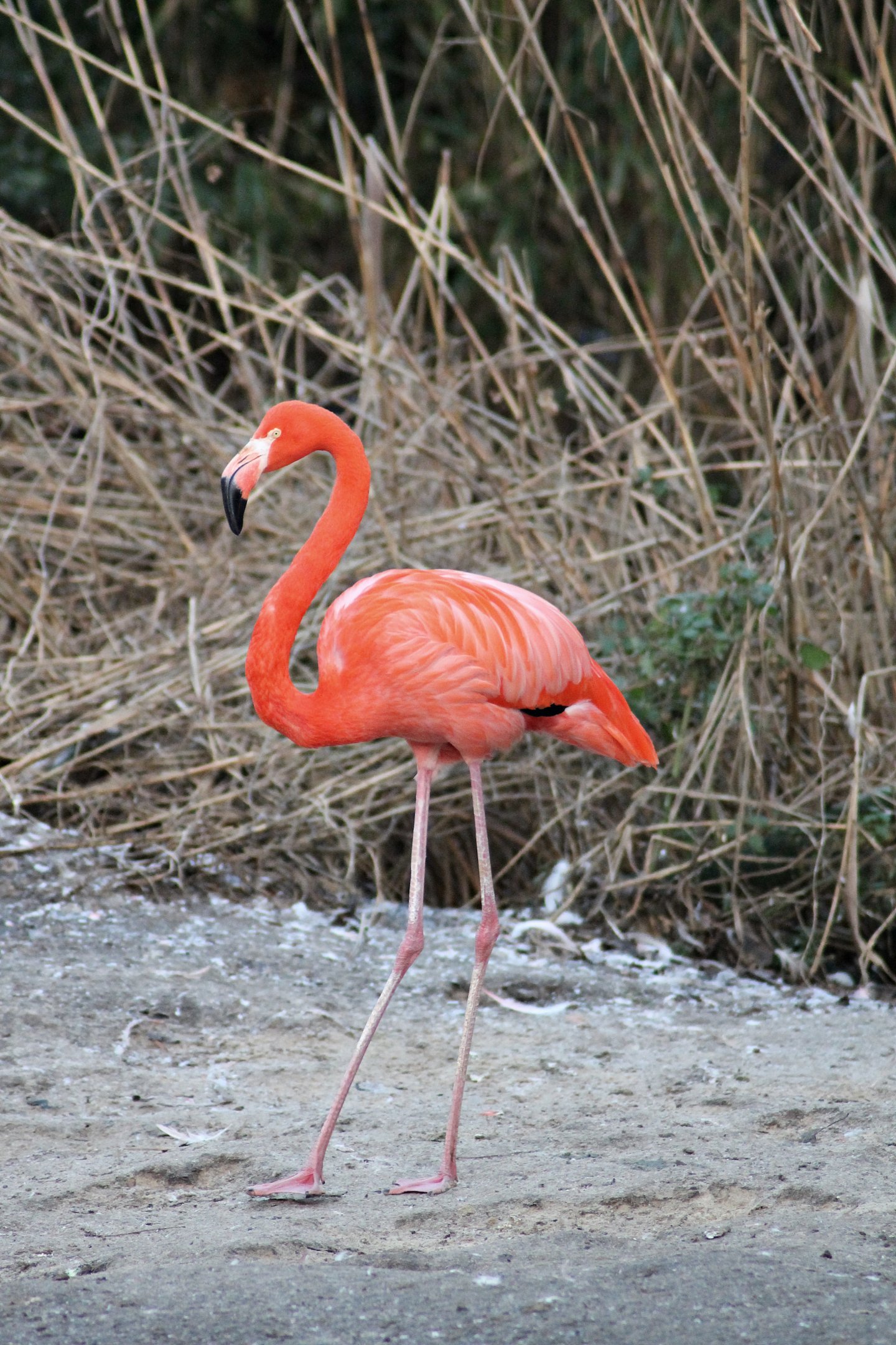 American flamingo (Phoenicopterus ruber) - "Afrika Sambesi"
