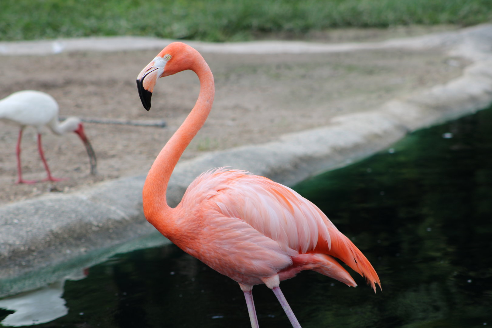 American Flamingo (Phoenicopterus ruber) and American White Ibis (Eudocimus albus)