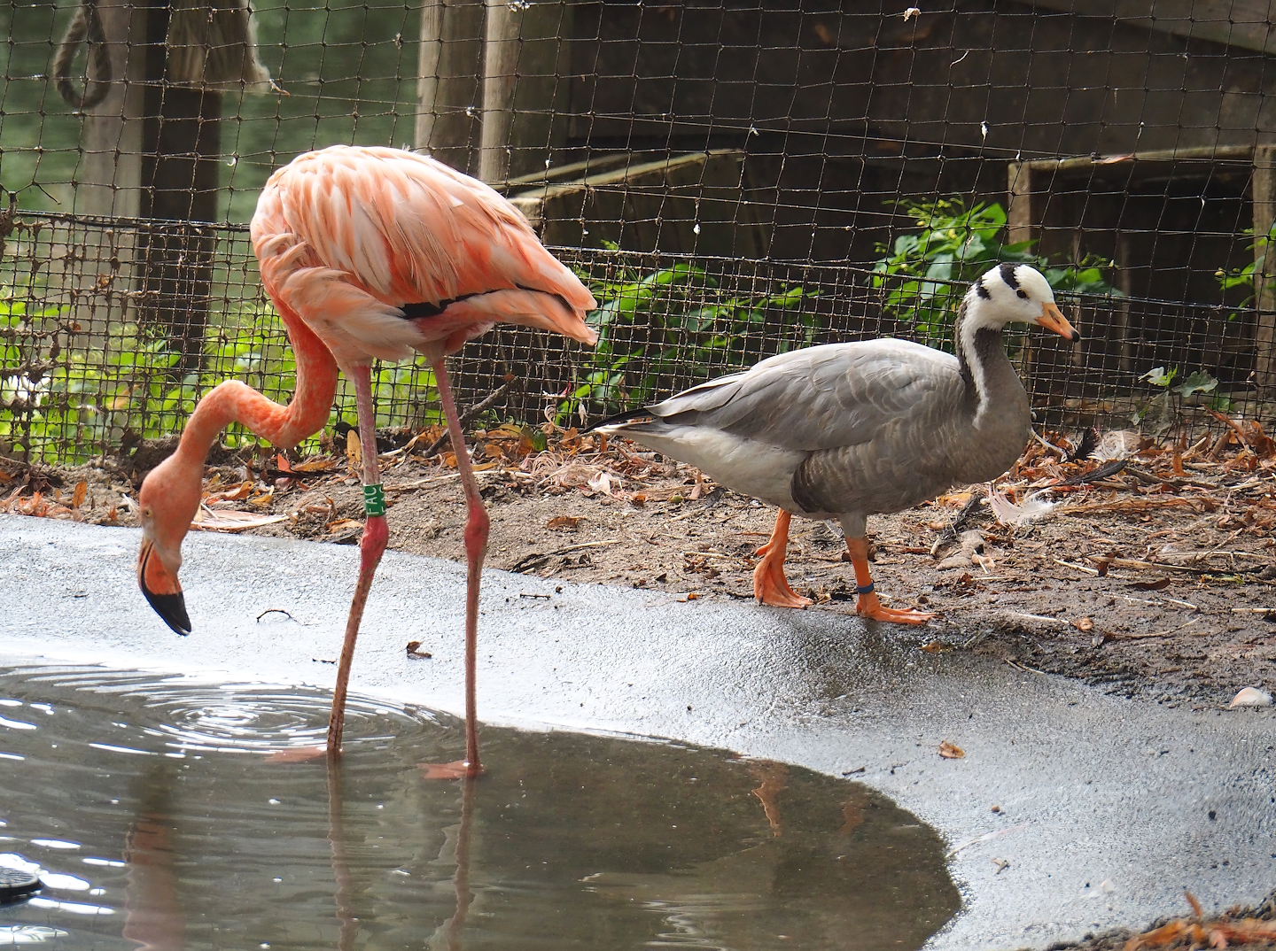 American flamingo (Phoenicopterus ruber) and Bar-headed goose (Anser indicus), 2023-08-17
