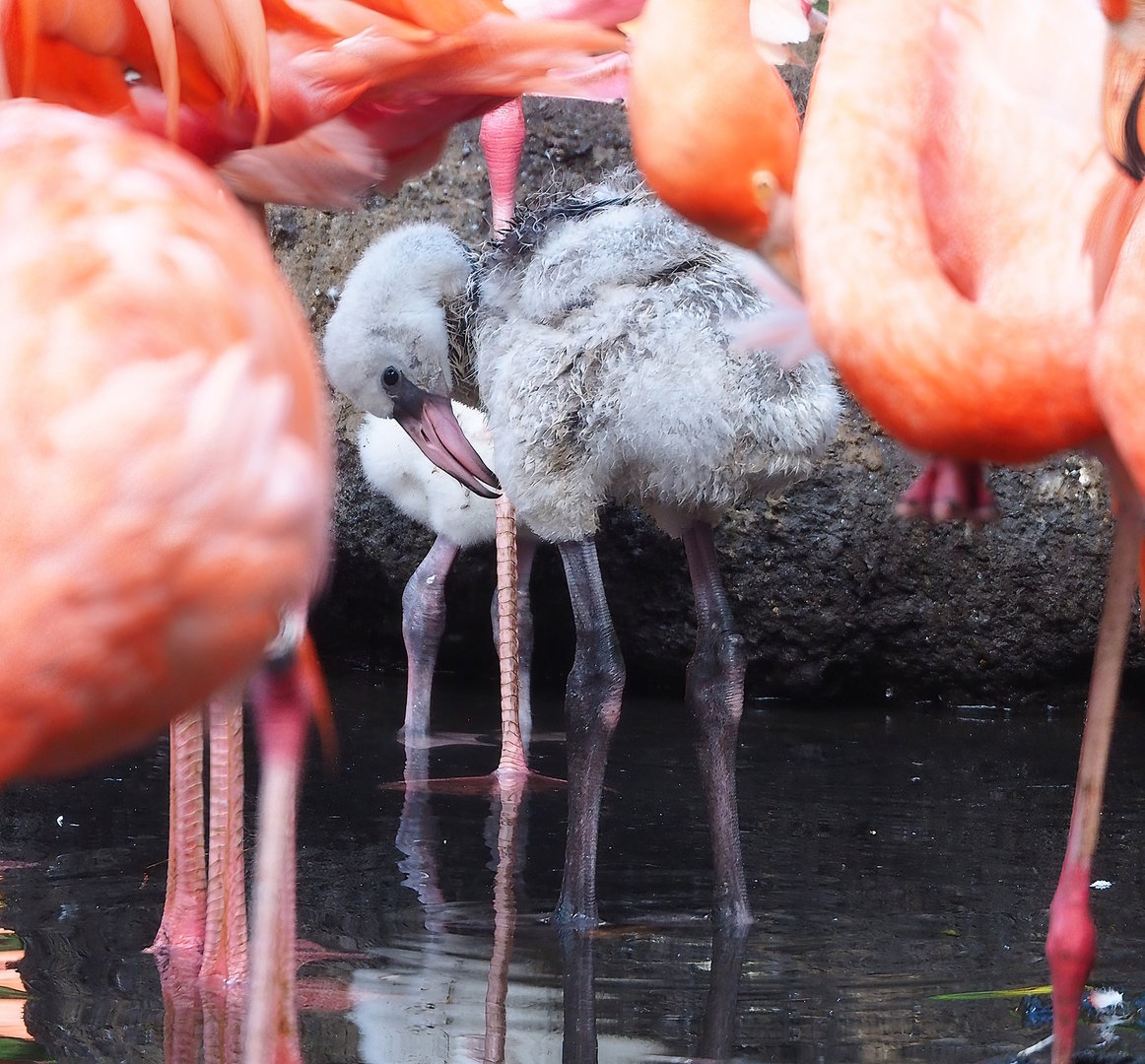 American flamingo (Phoenicopterus ruber) chick, 2022-08-28