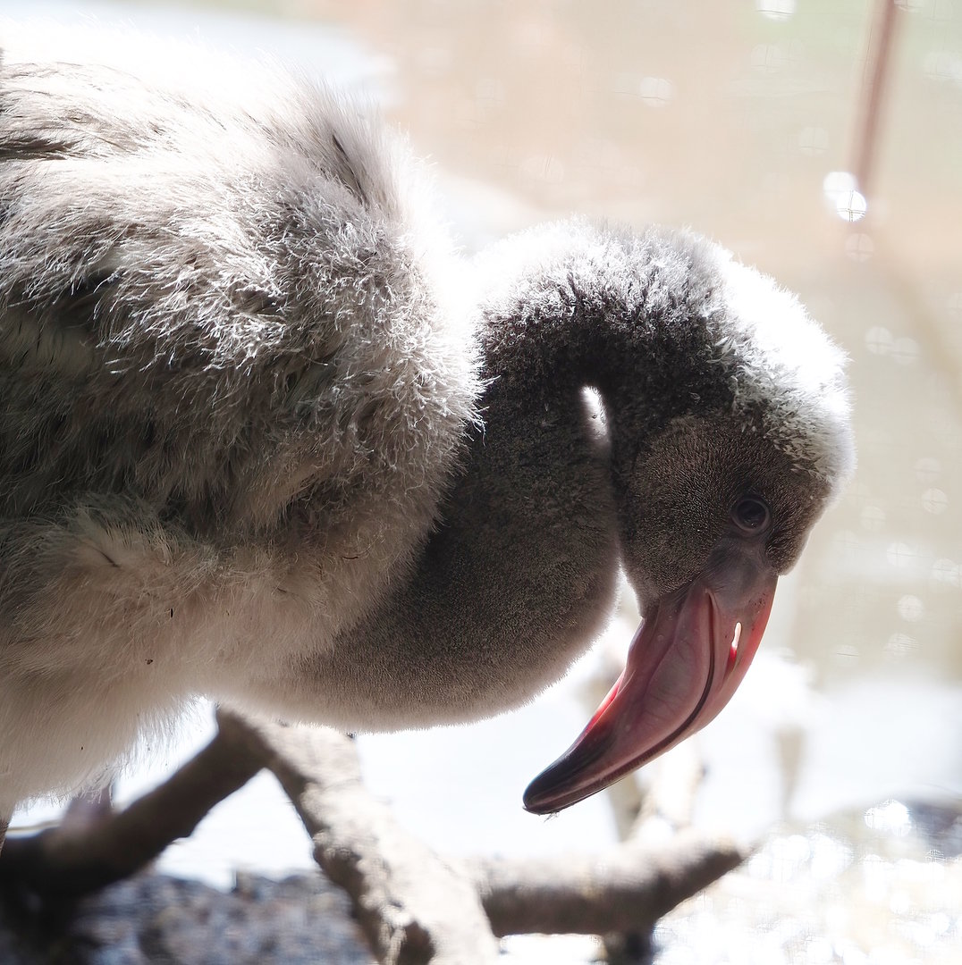 American flamingo (Phoenicopterus ruber) chick, 2022-08-28