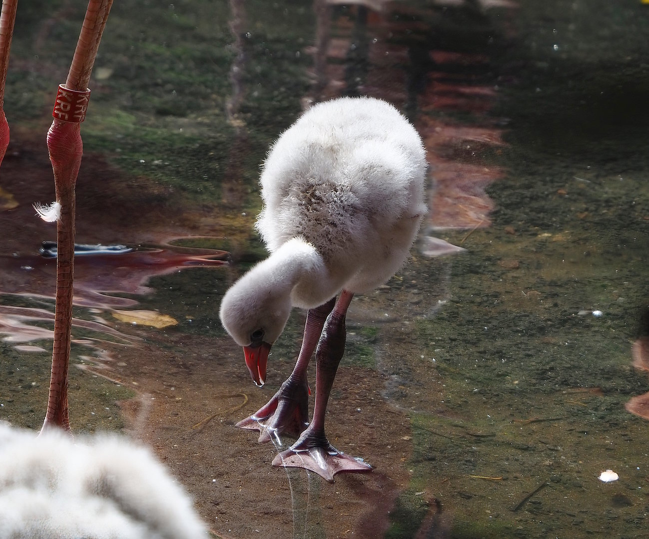 American flamingo (Phoenicopterus ruber) chick, 2022-08-28