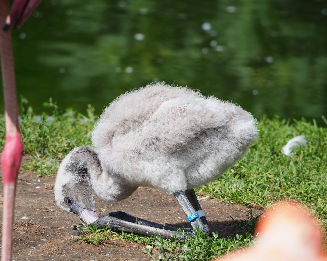 American flamingo (Phoenicopterus ruber) chick, 2023-07-26