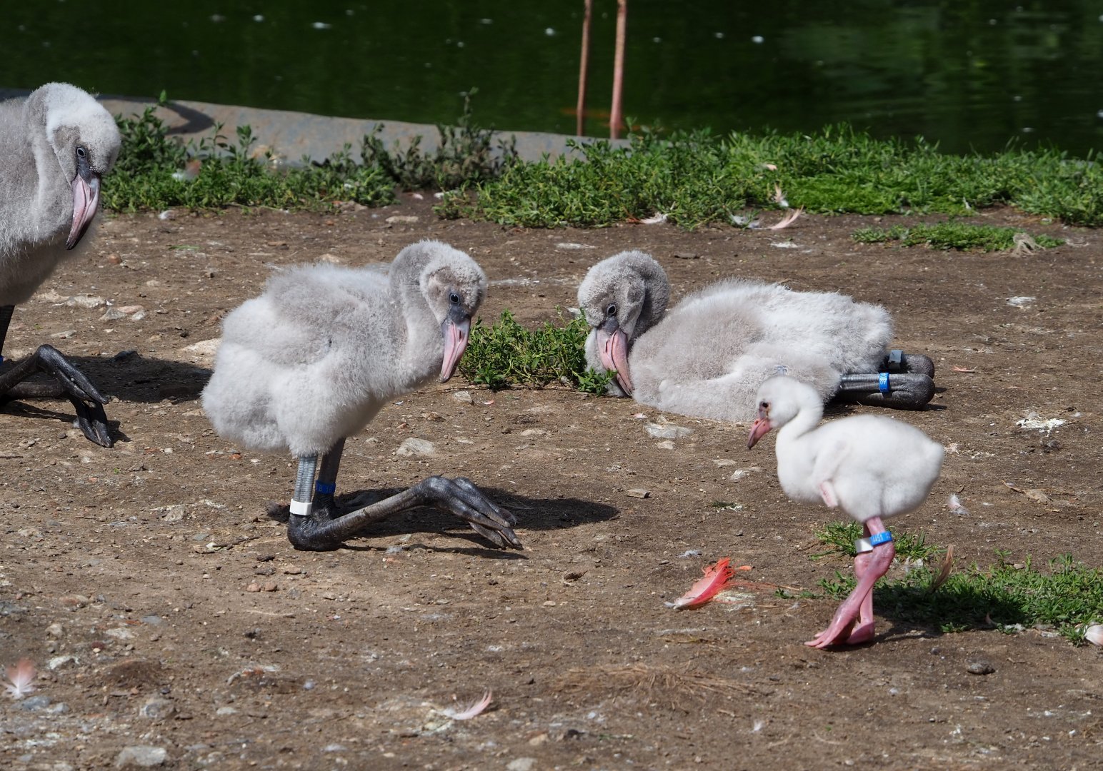 American flamingo (Phoenicopterus ruber) chick, 2023-07-26